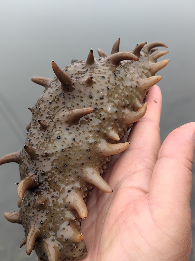 大连圈养活海参