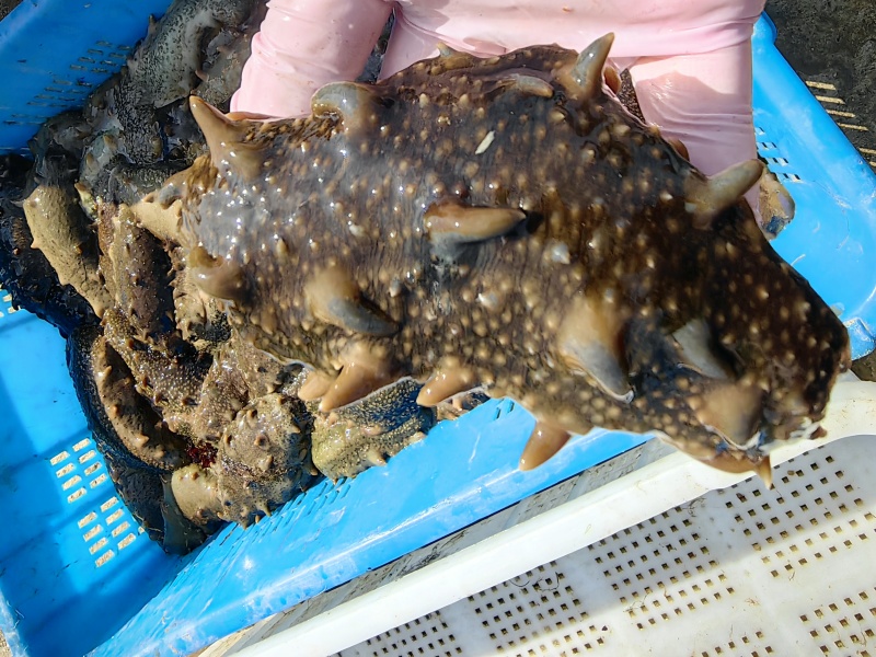 大连圈养活海参