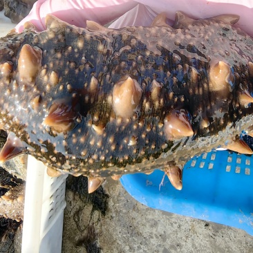 大连圈养活海参