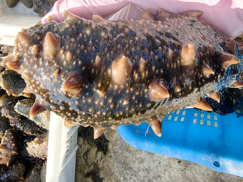 大连圈养活海参
