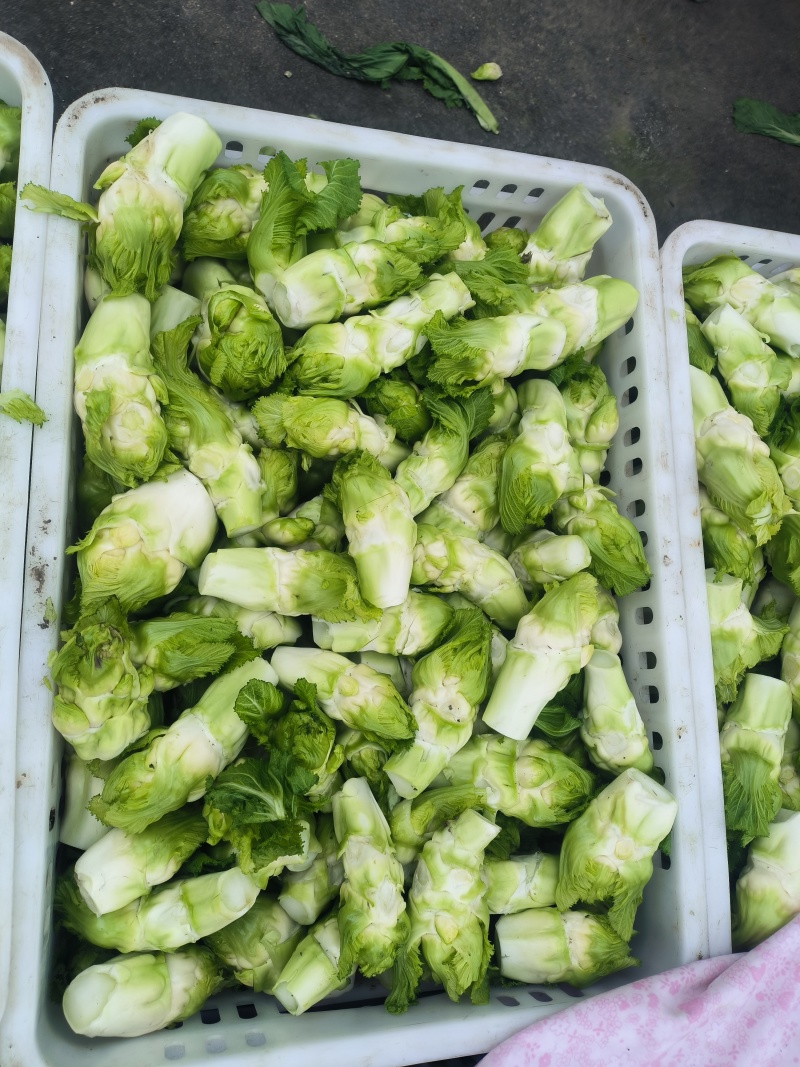 精品儿菜