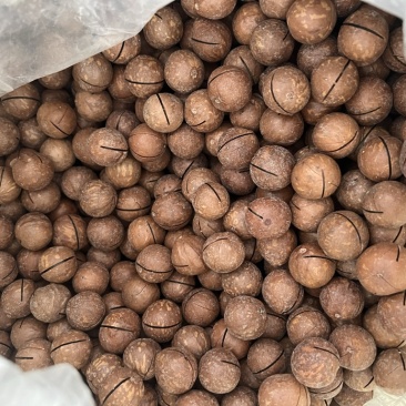 奶香味夏威夷果22-25规格