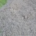 大别山野生葛粉