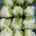 球生菜大量供应