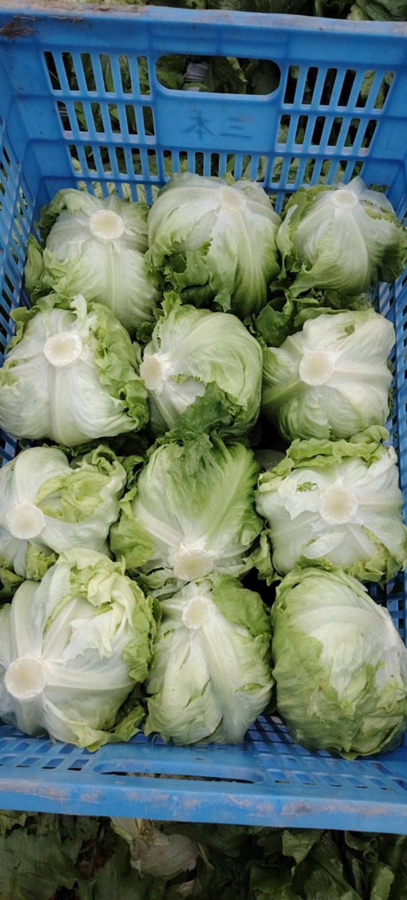 球生菜大量供应