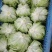 球生菜大量供应