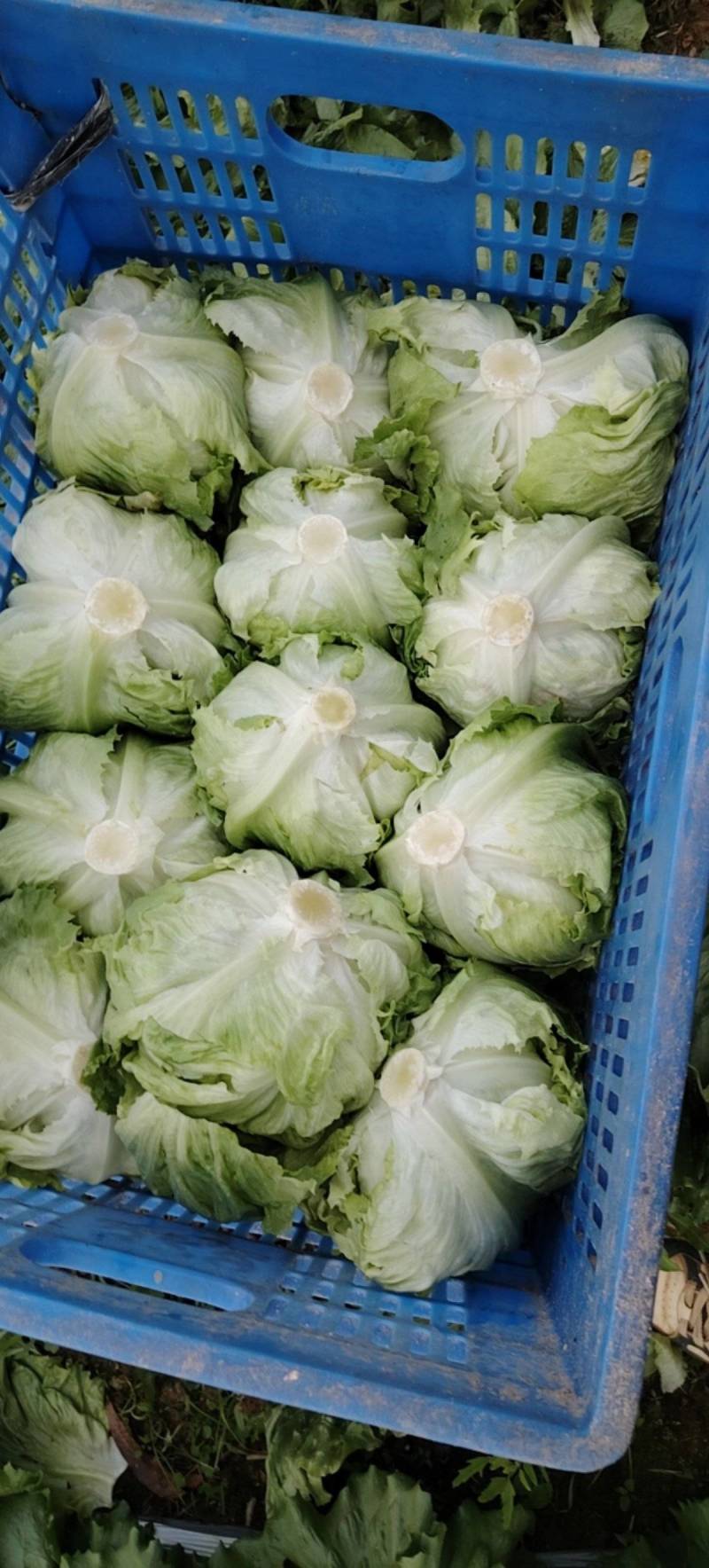 球生菜大量供应