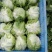 球生菜大量供应