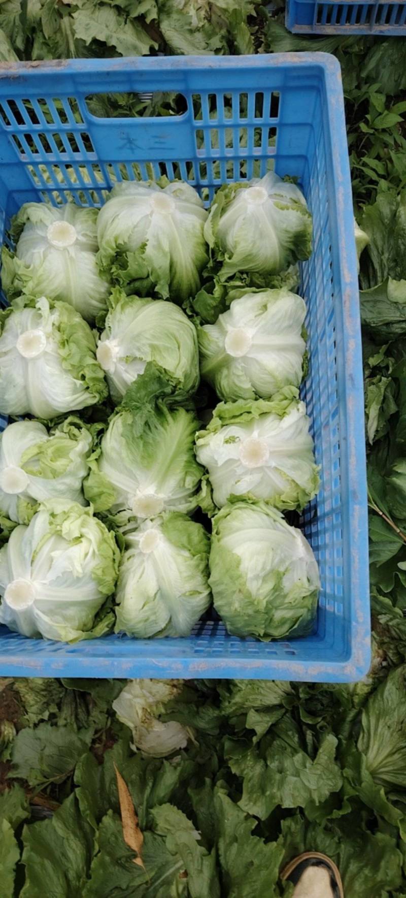 球生菜大量供应