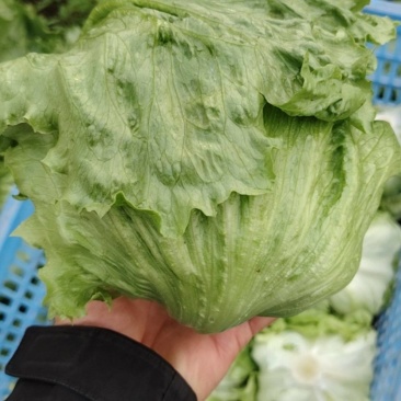 球生菜大量供应