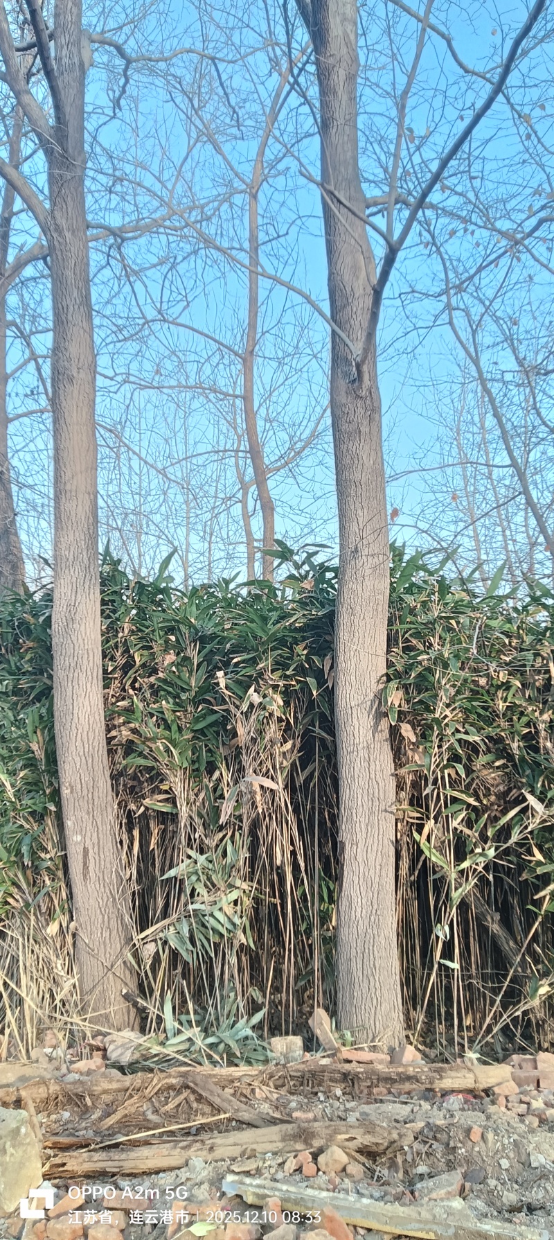 两棵杜仲树出售