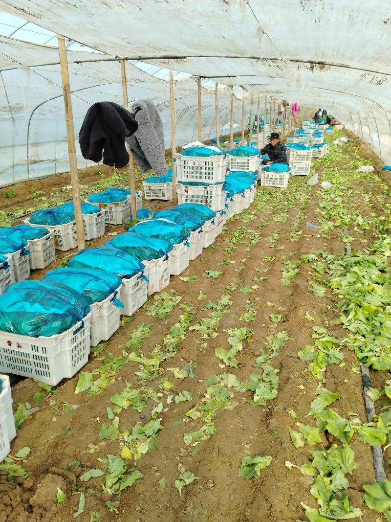 【河南西华】大利生菜，产地货源，对接各大市场，商超，电商