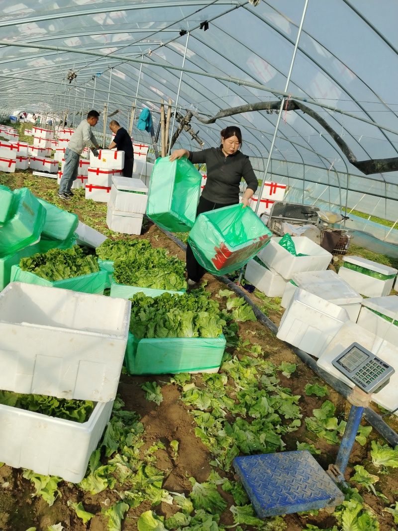 【河南西华】大利生菜，产地货源，对接各大市场，商超，电商