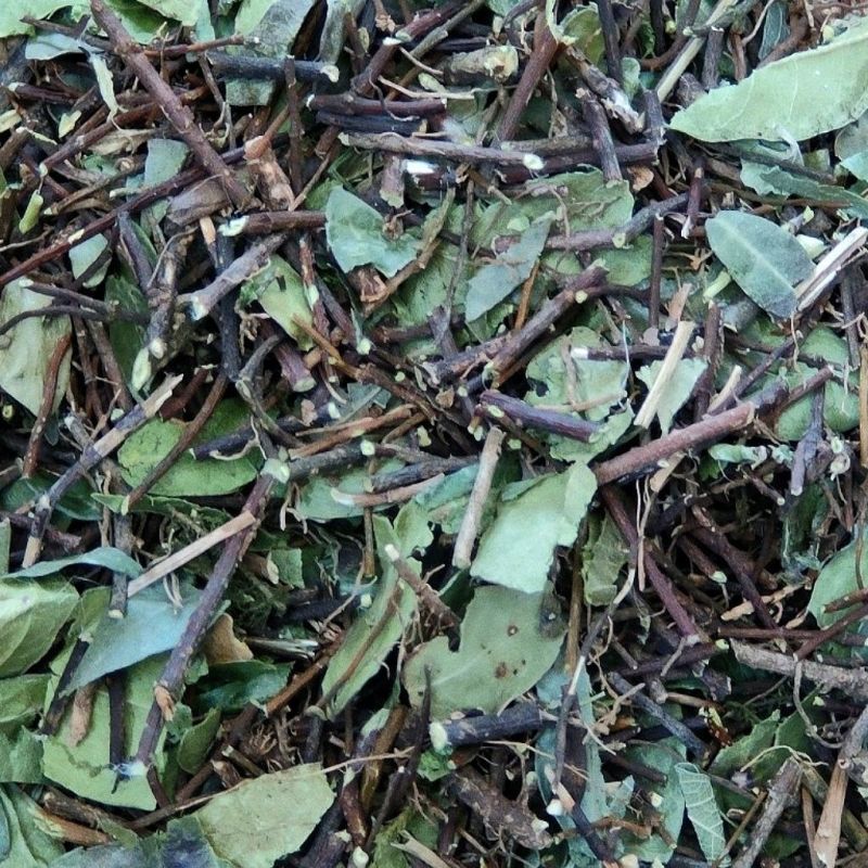 络石藤中药材络石藤络石藤白花藤络石藤络石藤络