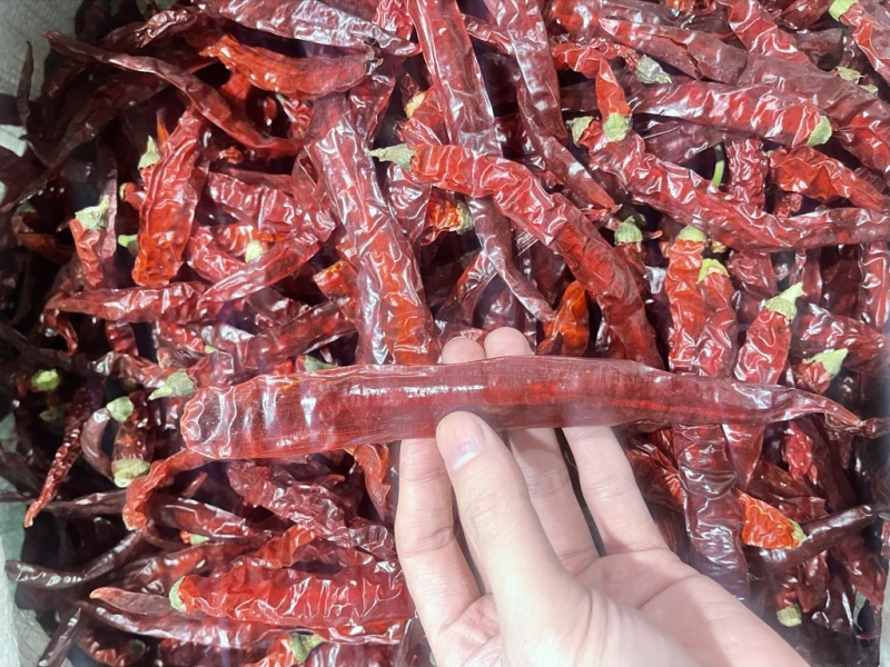 贵州二荆条