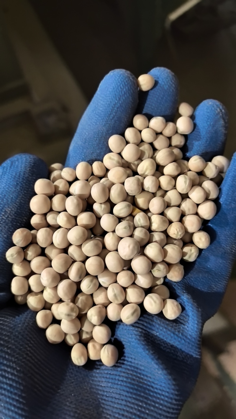 白豌豆。精品进口白豌豆大量批发，白豌豆。