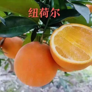 湖北宜昌秭归精品纽荷尔，价格从优。欢迎采购商前来洽谈。