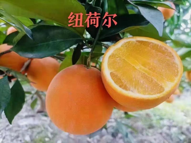 湖北宜昌秭归精品纽荷尔，价格从优。欢迎采购商前来洽谈。