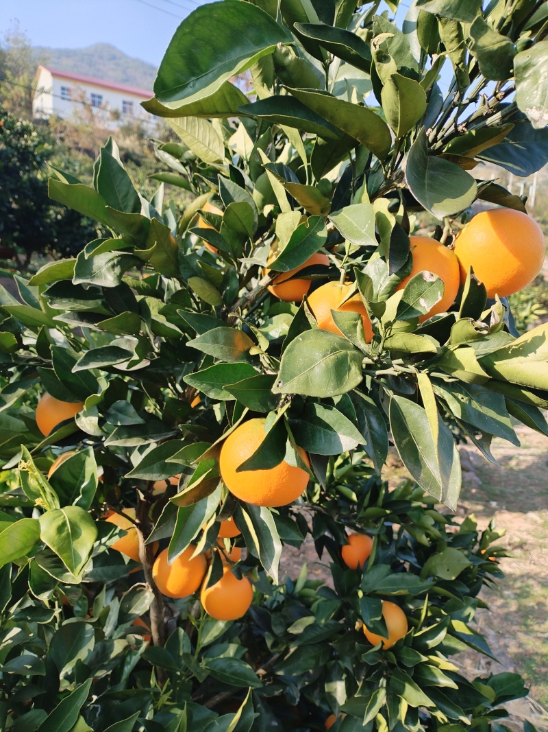 湖北宜昌秭归精品纽荷尔，价格从优。欢迎采购商前来洽谈。