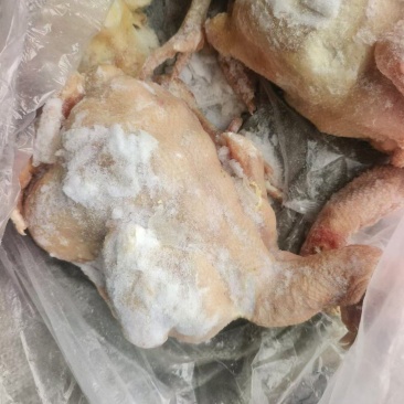 二级肉食鸡，10公斤4-5只