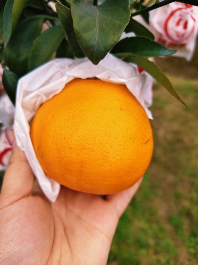 (热卖)春见耙耙柑，颗粒饱满，纯甜化渣，无籽无核，汁水足