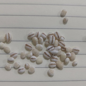 进口欧洲薏仁米