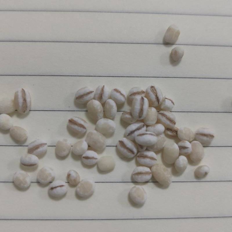 进口欧洲薏仁米