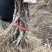 水杨桃嫁接的翠香猕猴桃苗品质优存活率高可视频看货欢迎咨询