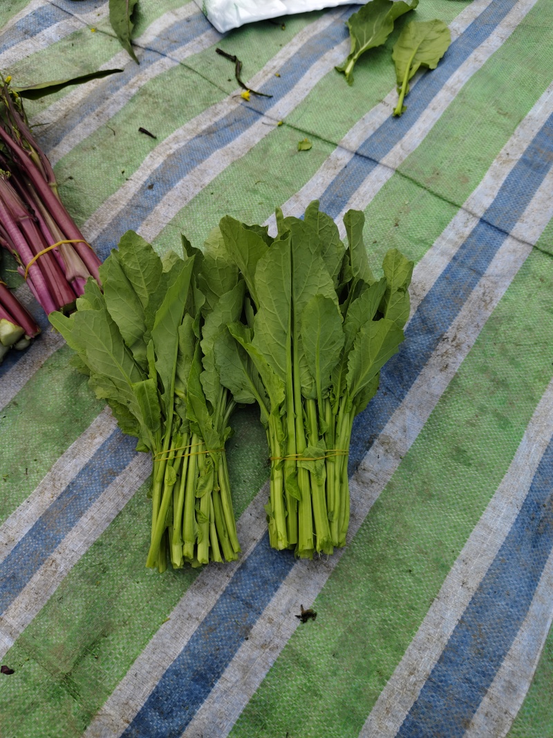 清油菜苔