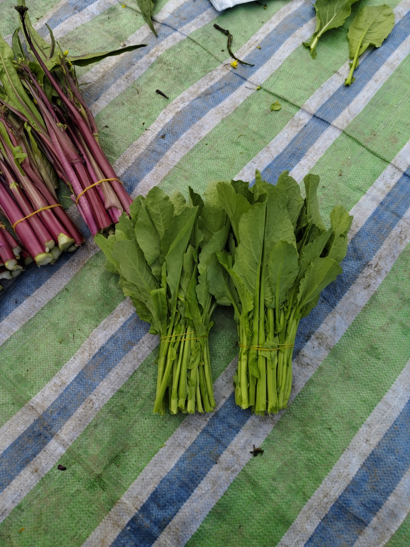 清油菜苔