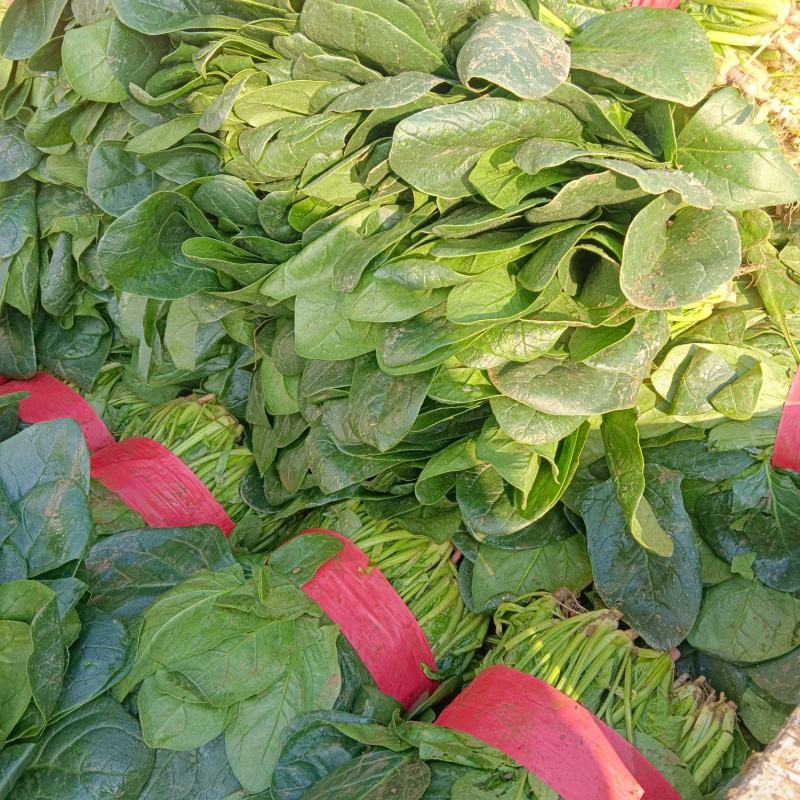 精品大叶菠菜