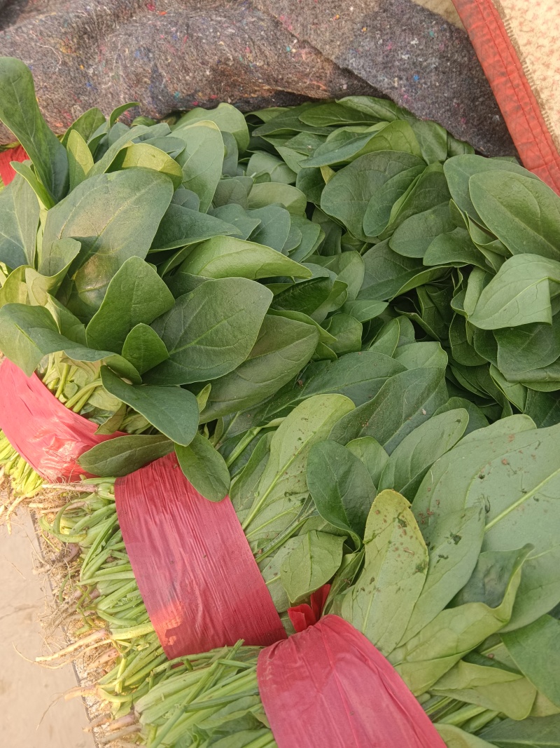 精品大叶菠菜