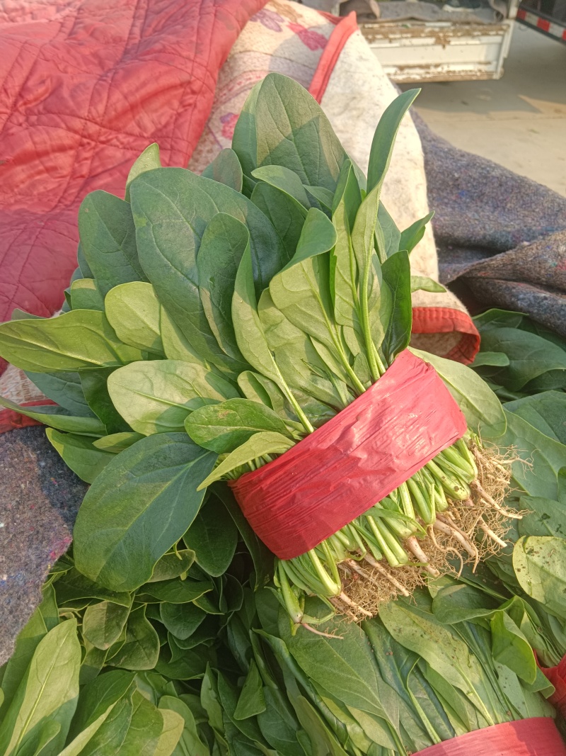 精品大叶菠菜