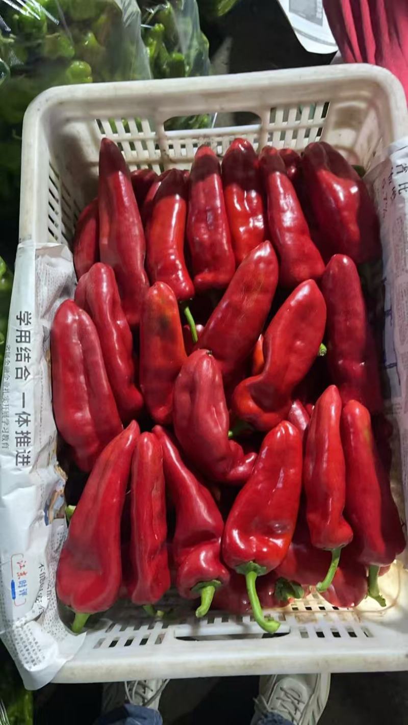 【红辣椒】江苏红椒/红青椒/社区团购电商批发对接全网