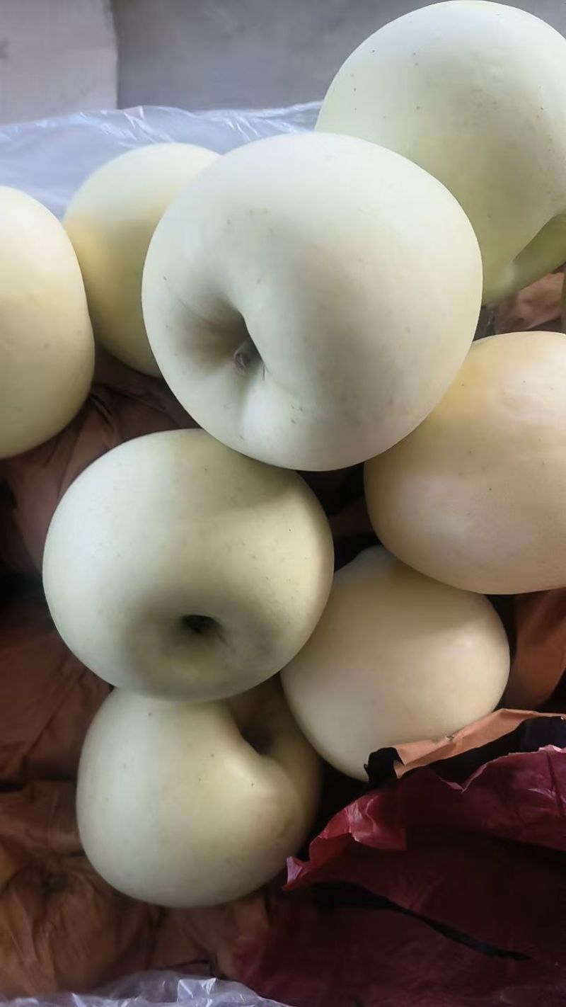 辽宁精品黄元帅苹果/苹果/精品/全国供应