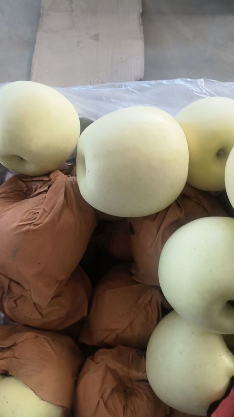 辽宁精品黄元帅苹果/苹果/精品/全国供应