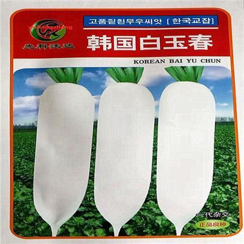 新白玉春萝卜种子春秋播种高产果型顺直整齐不易糠心白萝卜种