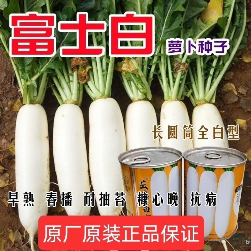 新白玉春萝卜种子春秋播种高产果型顺直整齐不易糠心白萝卜种