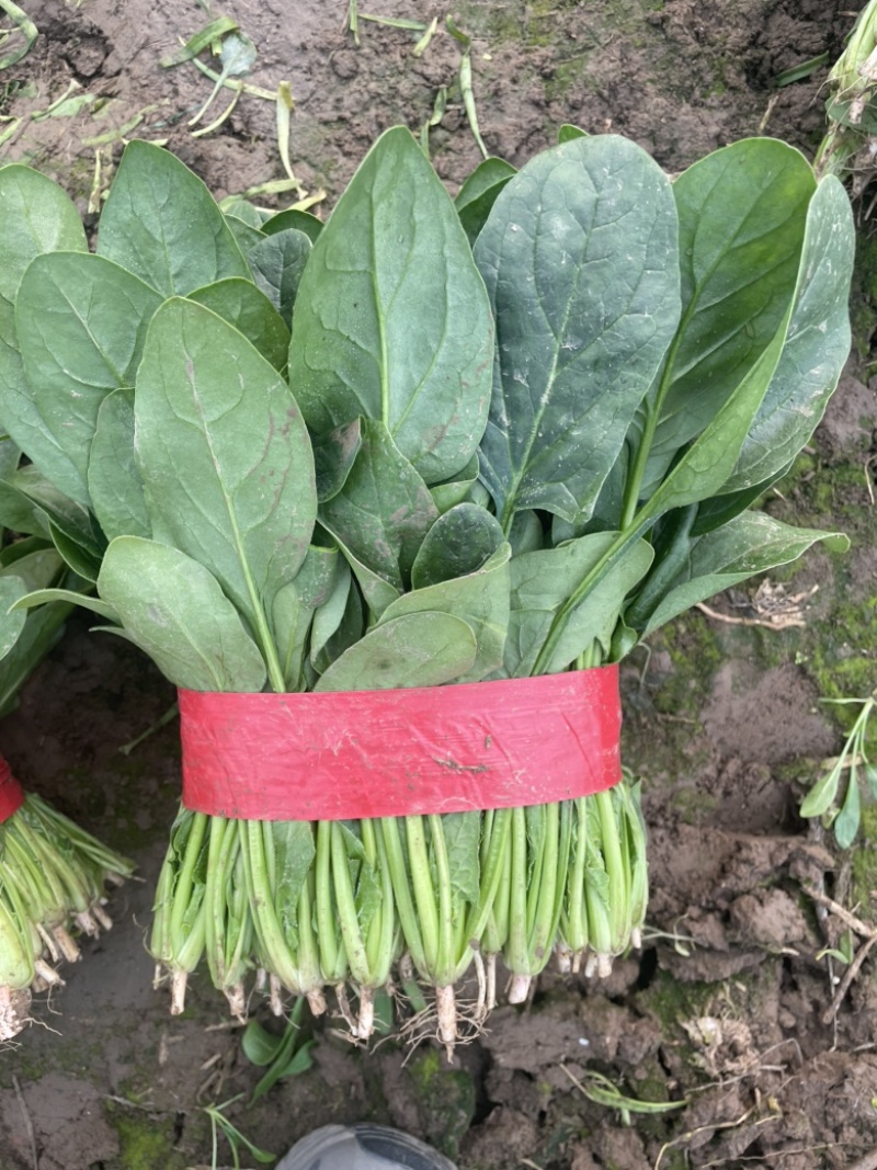 精品大叶菠菜