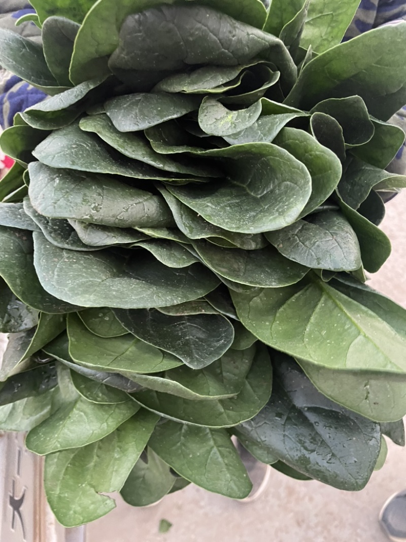 精品大叶菠菜