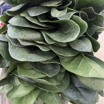 优质大叶菠菜