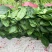 优质大叶菠菜