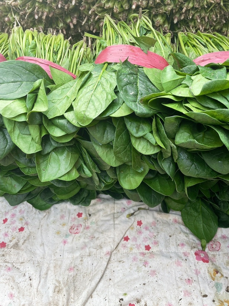 优质大叶菠菜