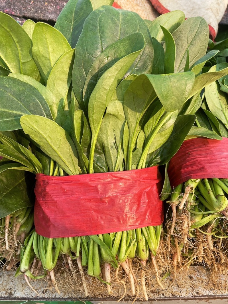 优质大叶菠菜