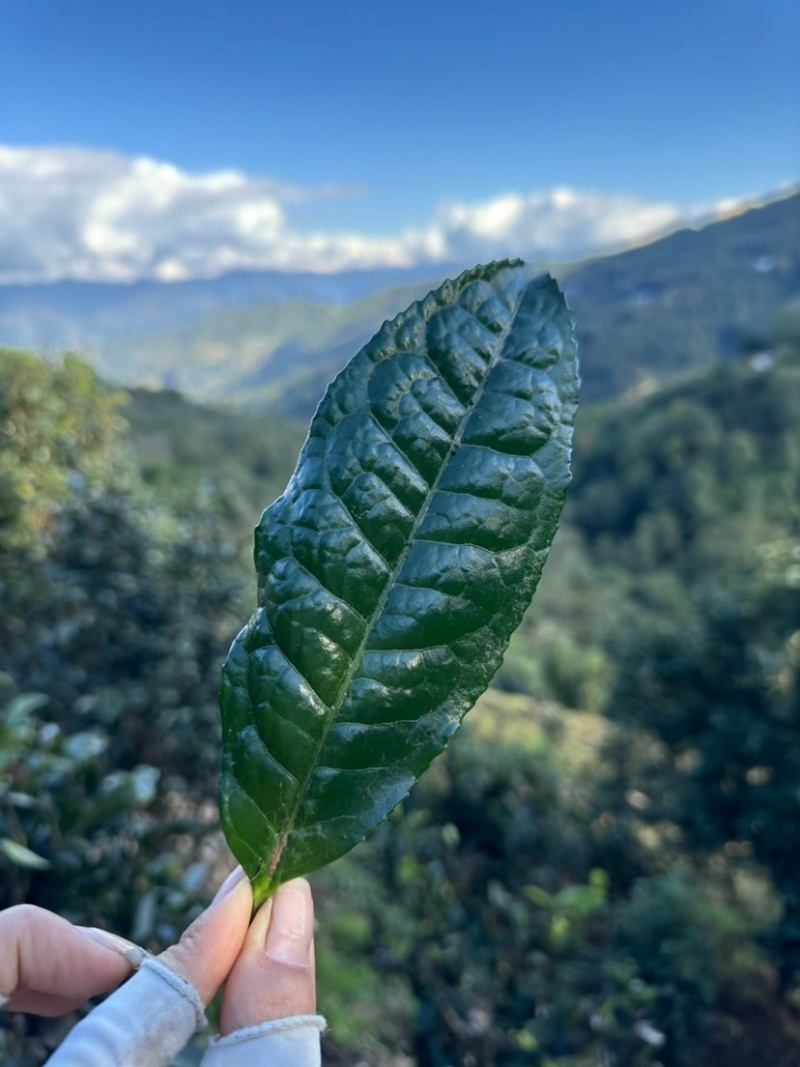 茶叶散茶古树茶生普2025年春茶批发白莺山茶农自销古茶树