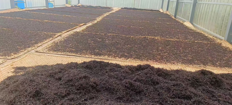 茶叶散茶古树茶生普2025年春茶批发白莺山茶农自销古茶树