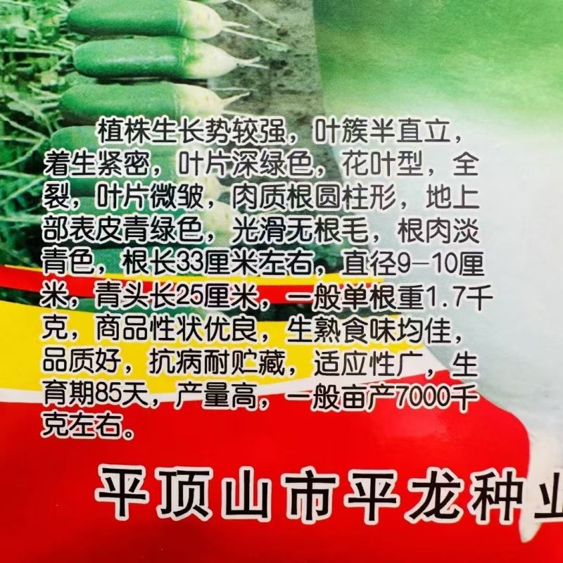 真好吃青皮萝卜种子春秋播种不糠心抗病耐储运高产水果萝卜种