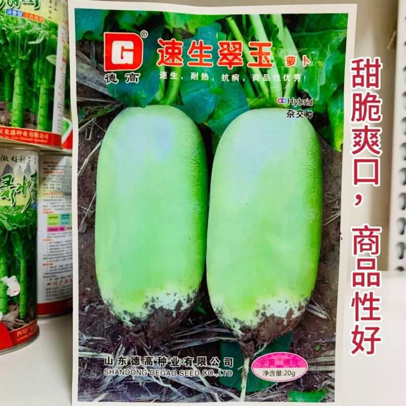 真好吃青皮萝卜种子春秋播种不糠心抗病耐储运高产水果萝卜种
