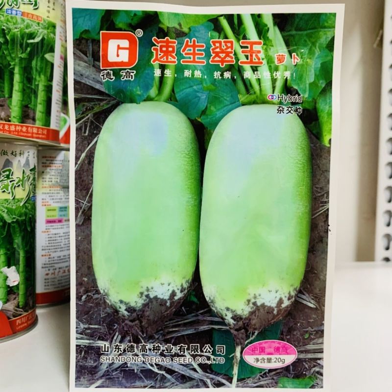 真好吃青皮萝卜种子春秋播种不糠心抗病耐储运高产水果萝卜种