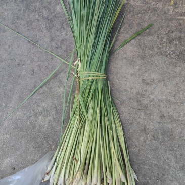 香茅草
